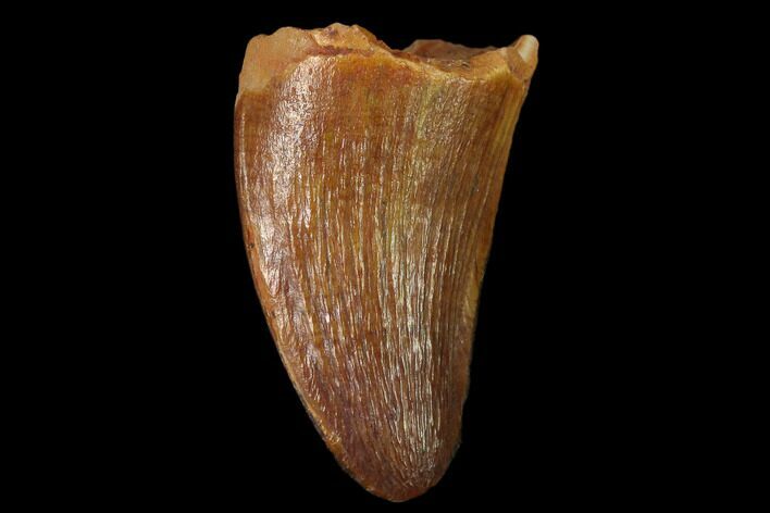 Cretaceous Fossil Crocodile Tooth - Morocco #140565